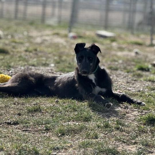 Guava, a Adoptable mixed breed in Driggs, ID image 5/6