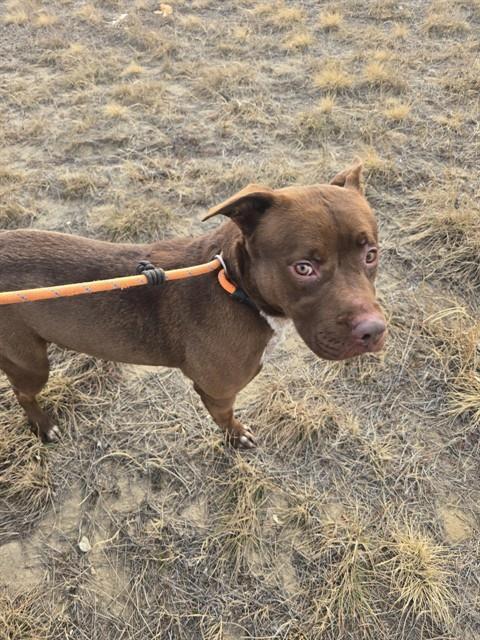 ROBERT, Adoptable, Adult Male Pit Bull Terrier.