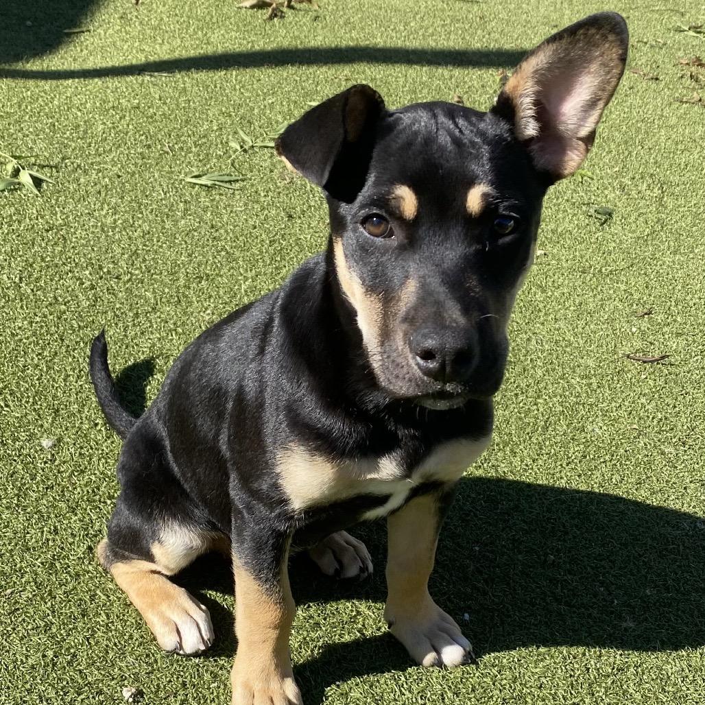 Enlarge Echo, a Adoptable Shepherd in Oceanside, CA image 1/4