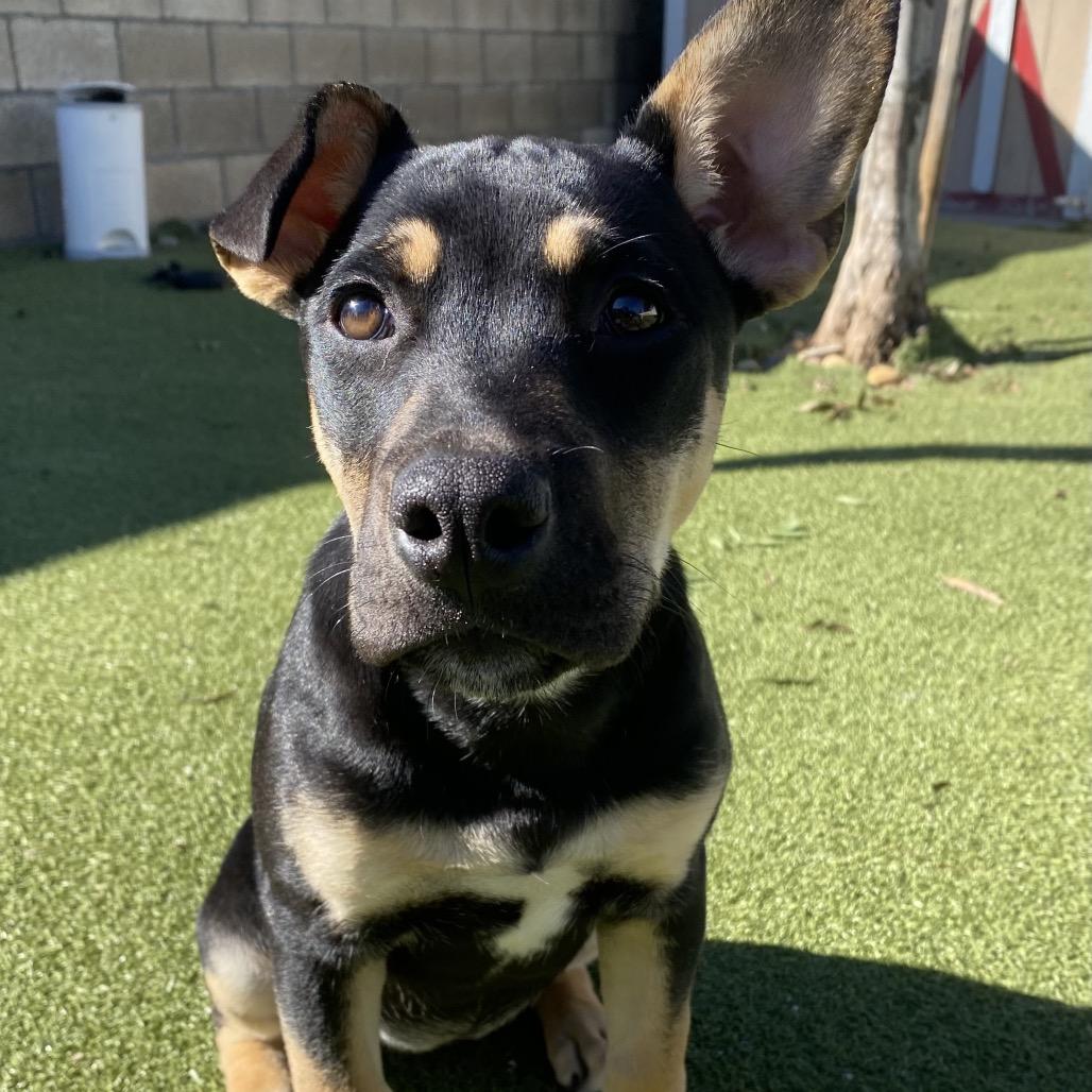Enlarge Echo, a Adoptable Shepherd in Oceanside, CA image 3/4