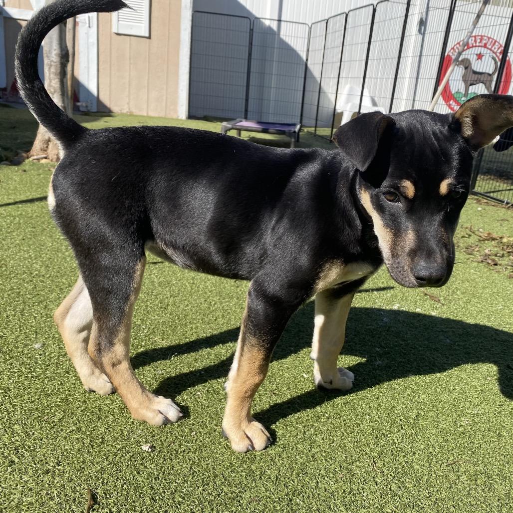Enlarge Echo, a Adoptable Shepherd in Oceanside, CA image 4/4