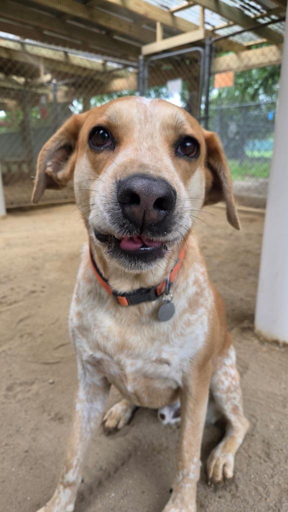 Maximus, a Adoptable mixed breed in Hampton, VA image 3/6
