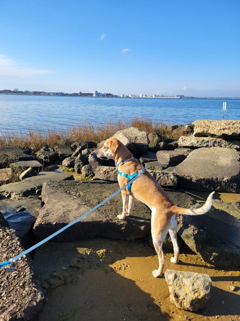 Enlarge Maximus, a Adoptable mixed breed in Hampton, VA image 3/6