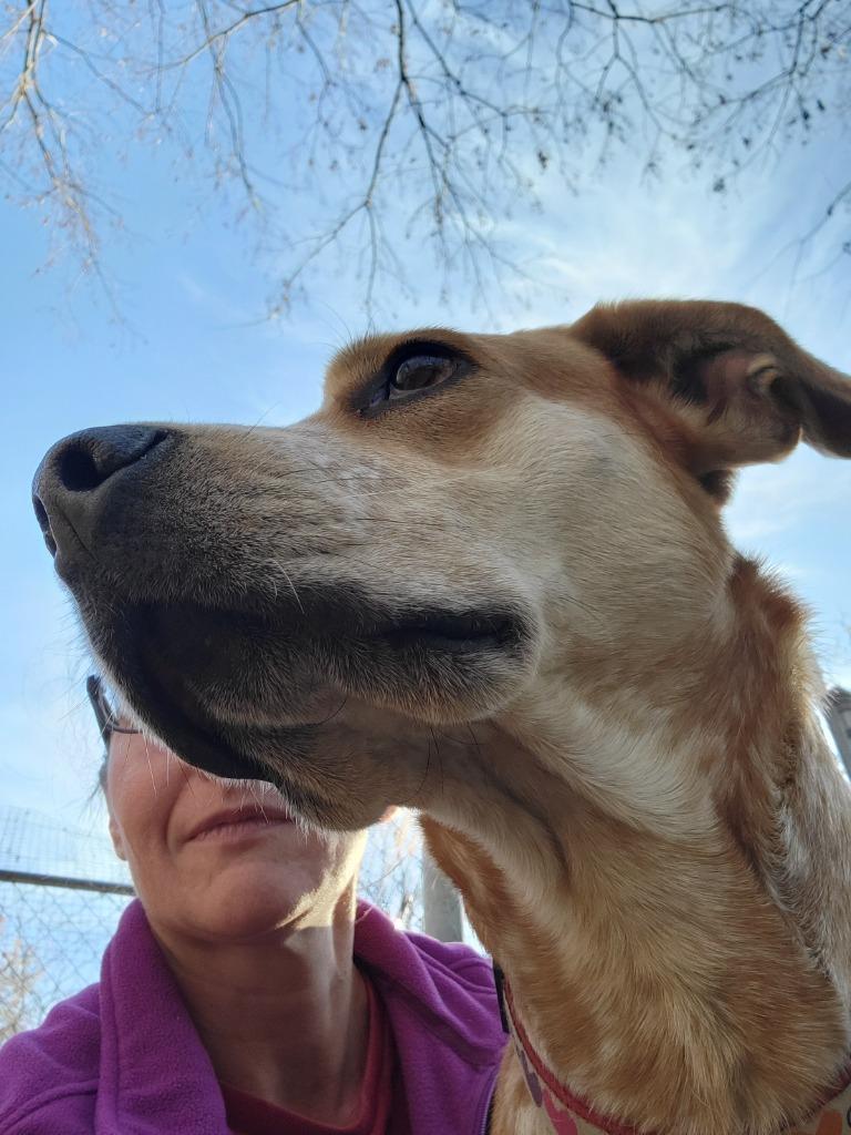 Enlarge Maximus, a Adoptable mixed breed in Hampton, VA image 5/6