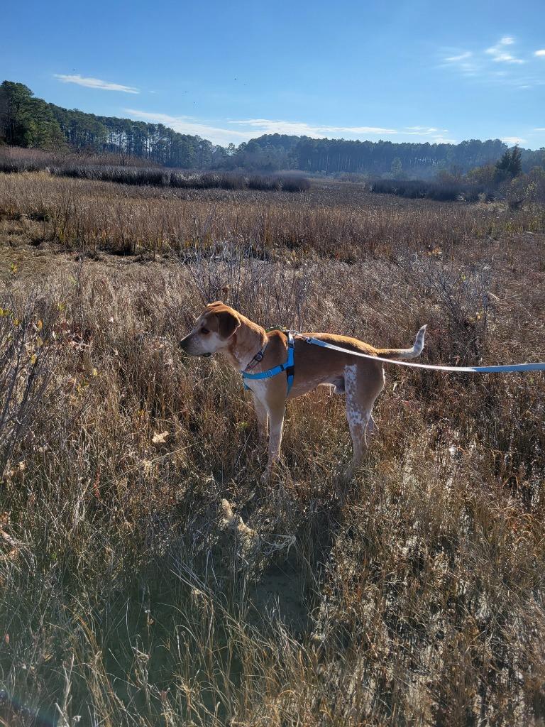 Maximus, a Adoptable mixed breed in Hampton, VA image 4/6