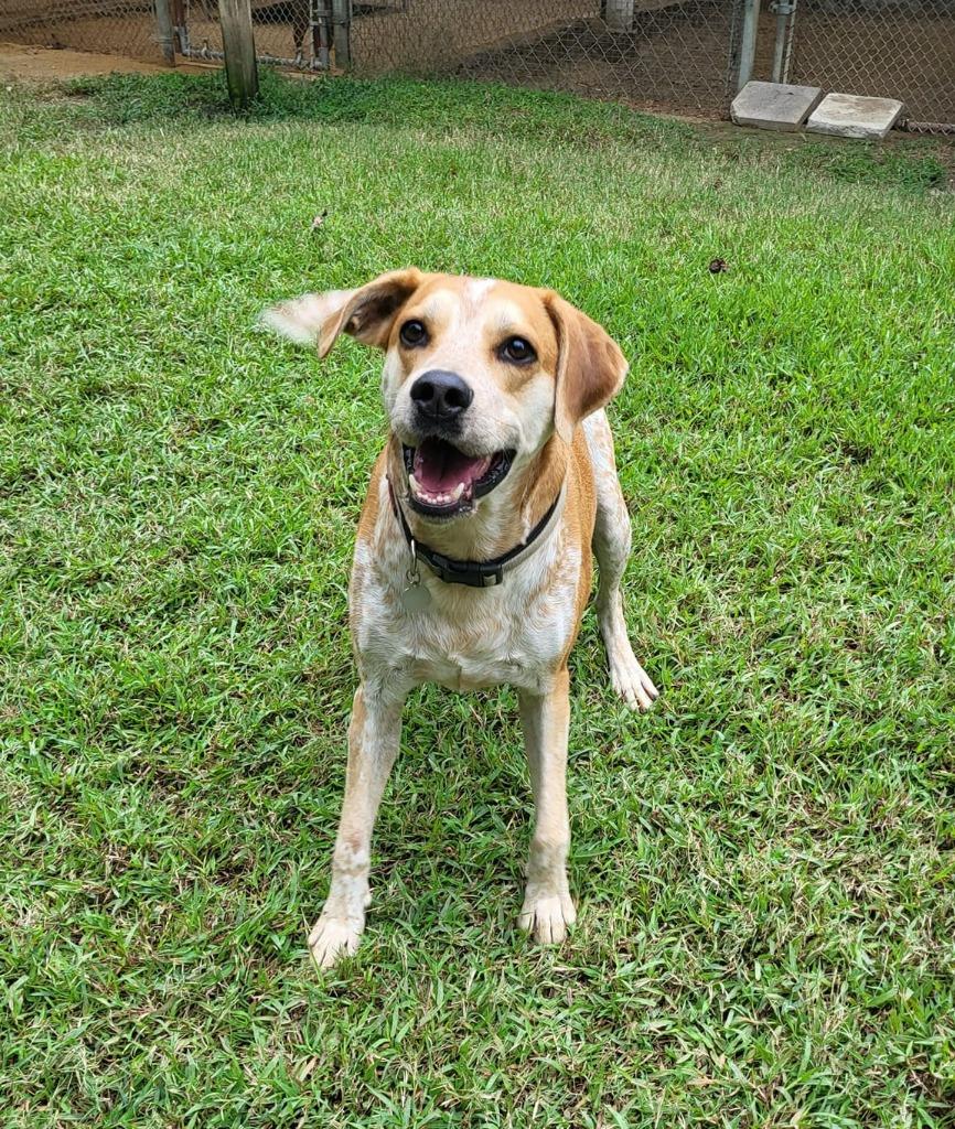 Enlarge Maximus, a Adoptable mixed breed in Hampton, VA image 6/6