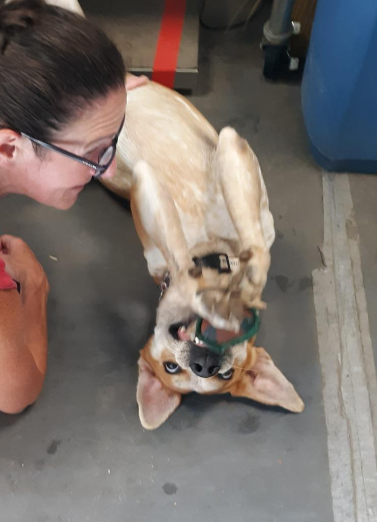 Maximus, a Adoptable mixed breed in Hampton, VA image 5/6