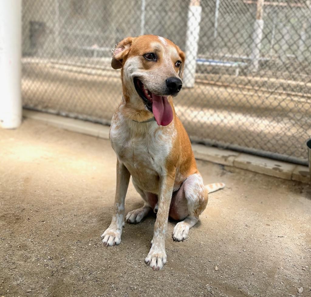 Maximus, a Adoptable mixed breed in Hampton, VA image 6/6
