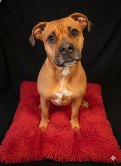 Honey, Adoptable, Adult Female Boxer & Mixed Breed.