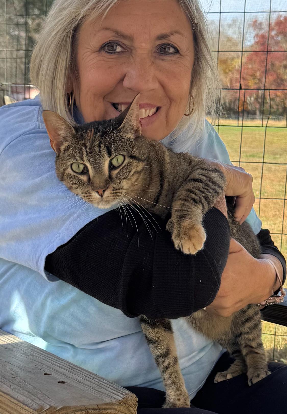 Binky, Adoptable, Adult Female Domestic Short Hair.