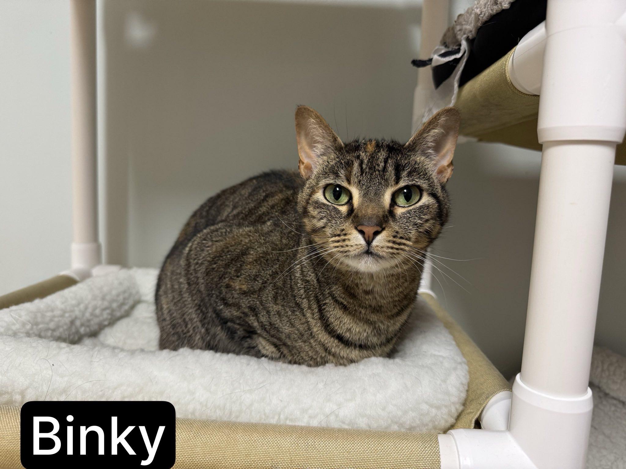 Enlarge Binky, a Adoptable Domestic Short Hair in Suffolk, VA image 3/4