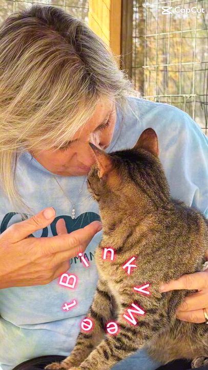 Enlarge Binky, a Adoptable Domestic Short Hair in Suffolk, VA video 4/4