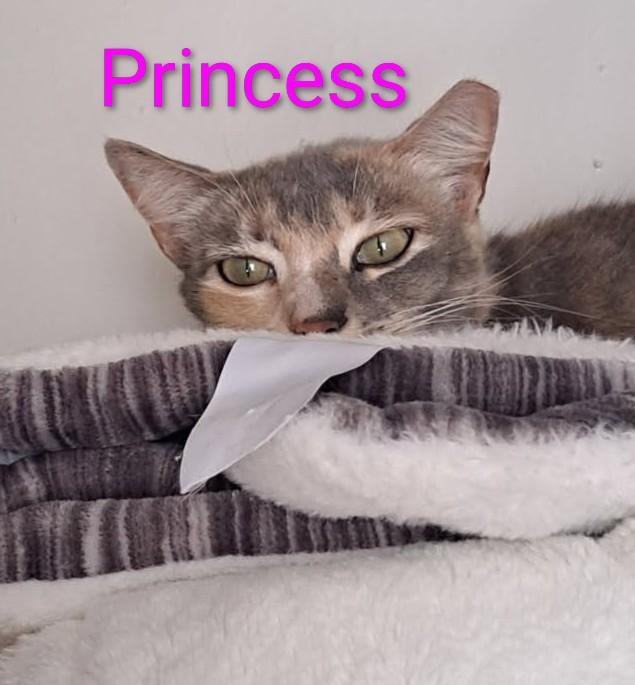 Princess, Adoptable, Adult Female Dilute Calico.
