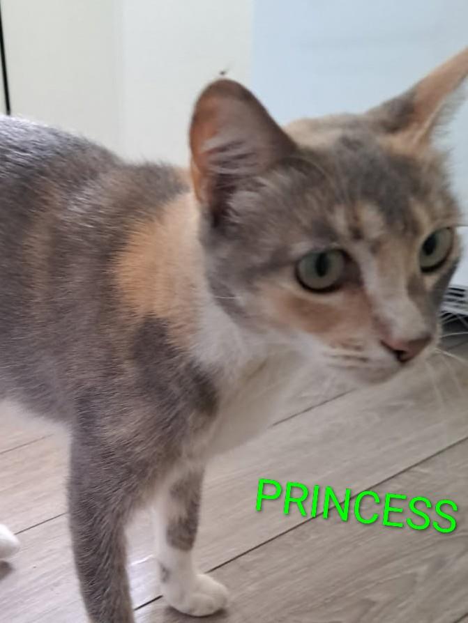 Enlarge Princess, a Adoptable Dilute Calico in Orange, CA image 2/4