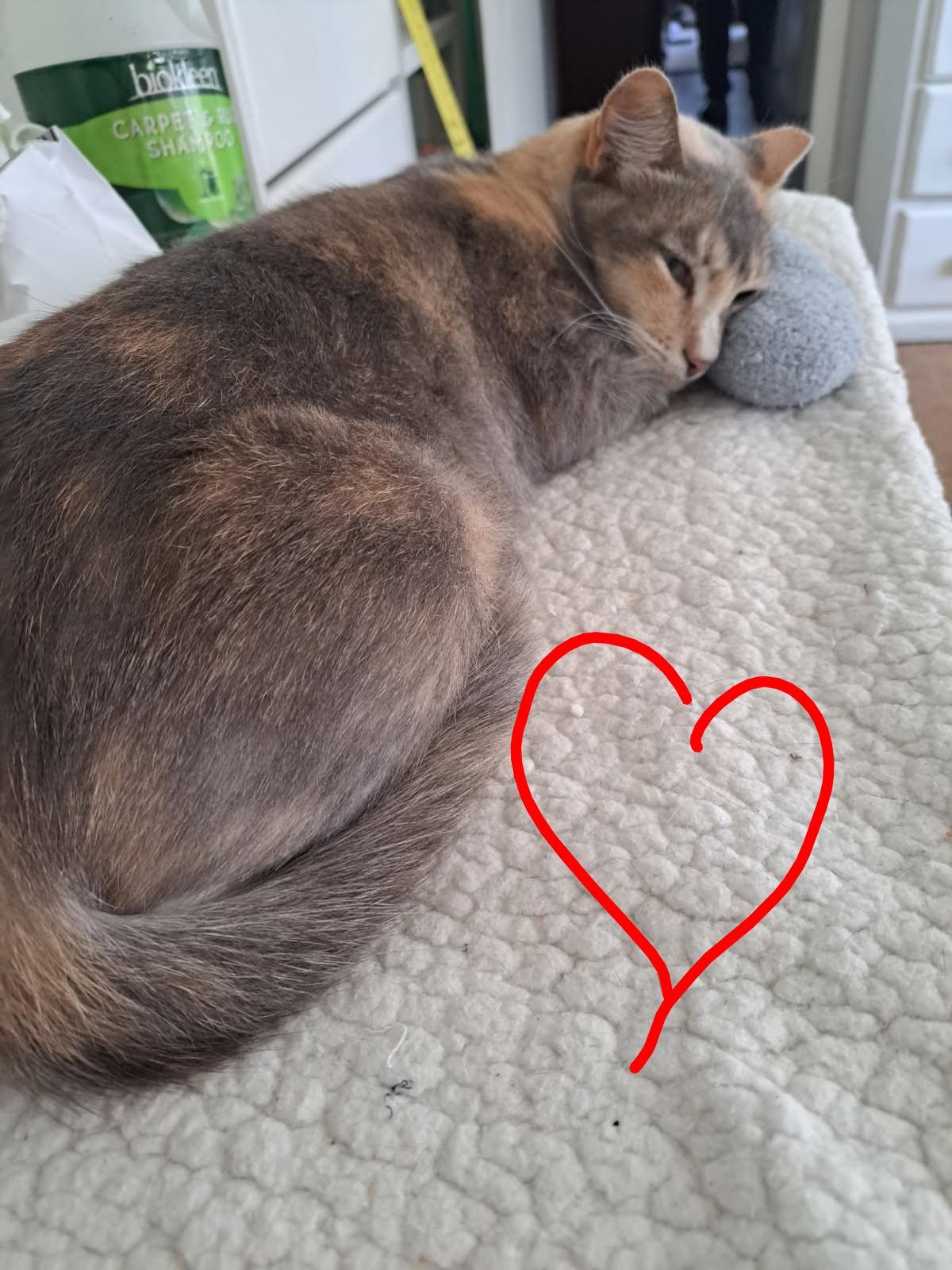 Enlarge Princess, a Adoptable Dilute Calico in Orange, CA image 3/4