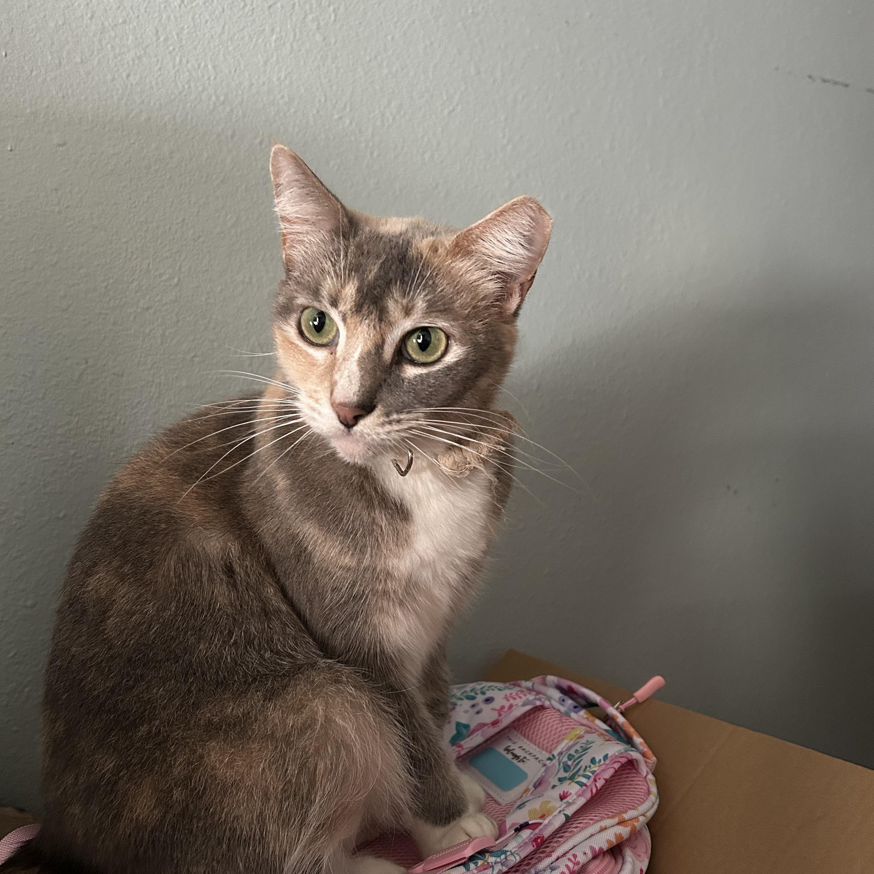 Princess, Adoptable, Adult Female Dilute Calico.