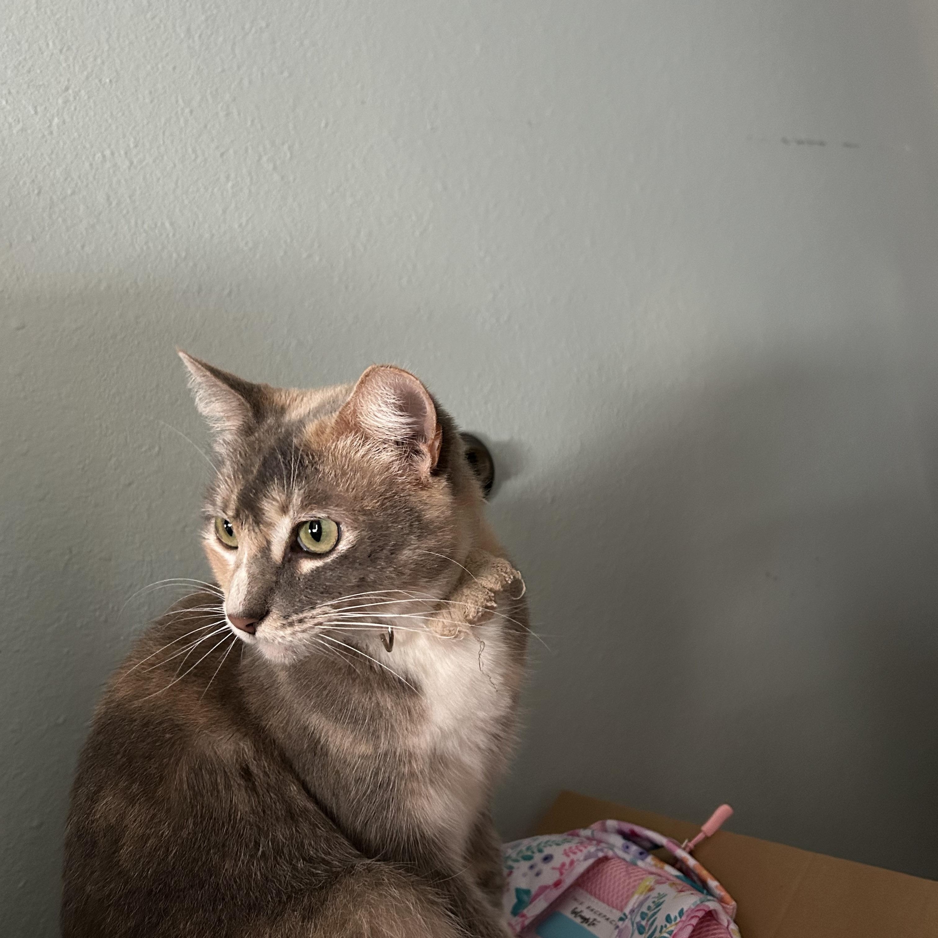 Enlarge Princess, a Adoptable Dilute Calico in Orange, CA image 3/5