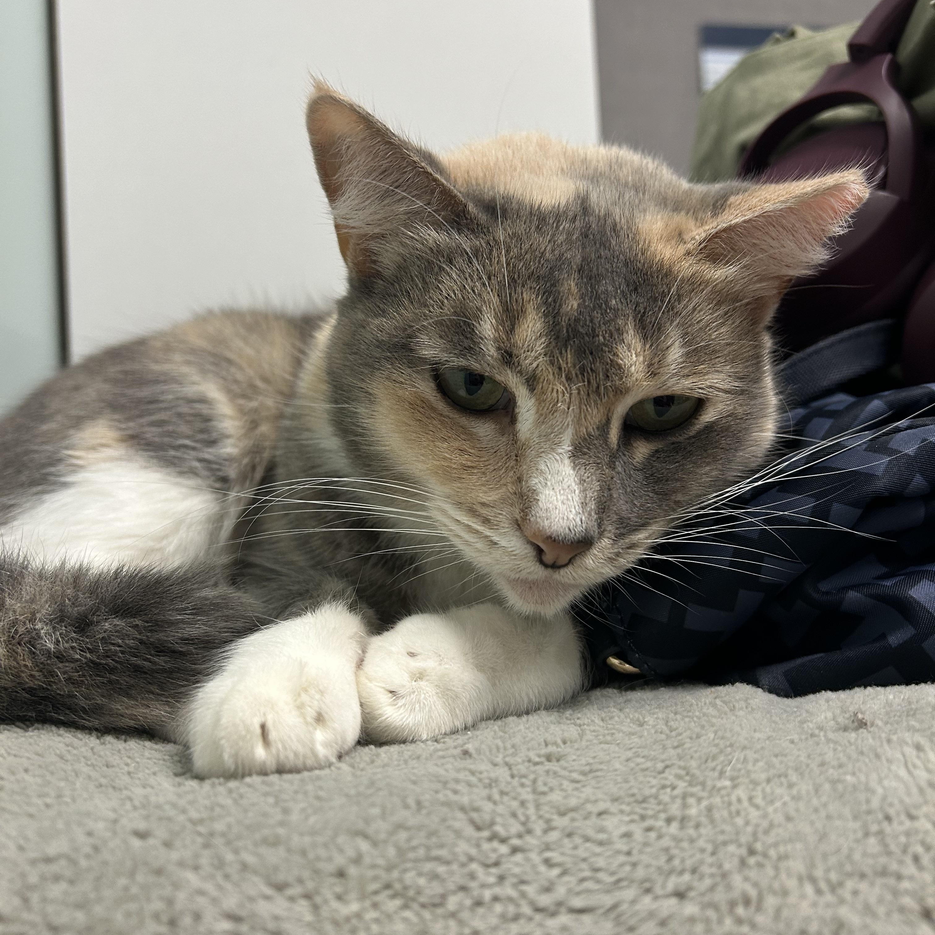 Enlarge Princess, a Adoptable Dilute Calico in Orange, CA image 5/5