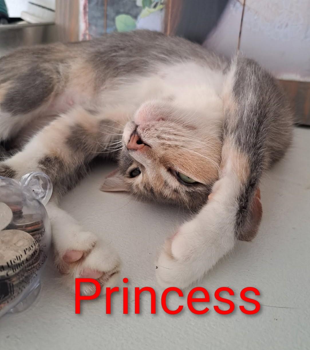 Enlarge Princess, a Adoptable Dilute Calico in Orange, CA image 4/4