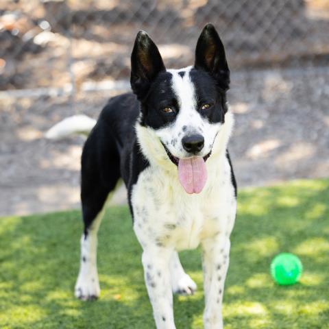 Enlarge DINO, a Adoptable mixed breed in Camarillo, CA image 2/3