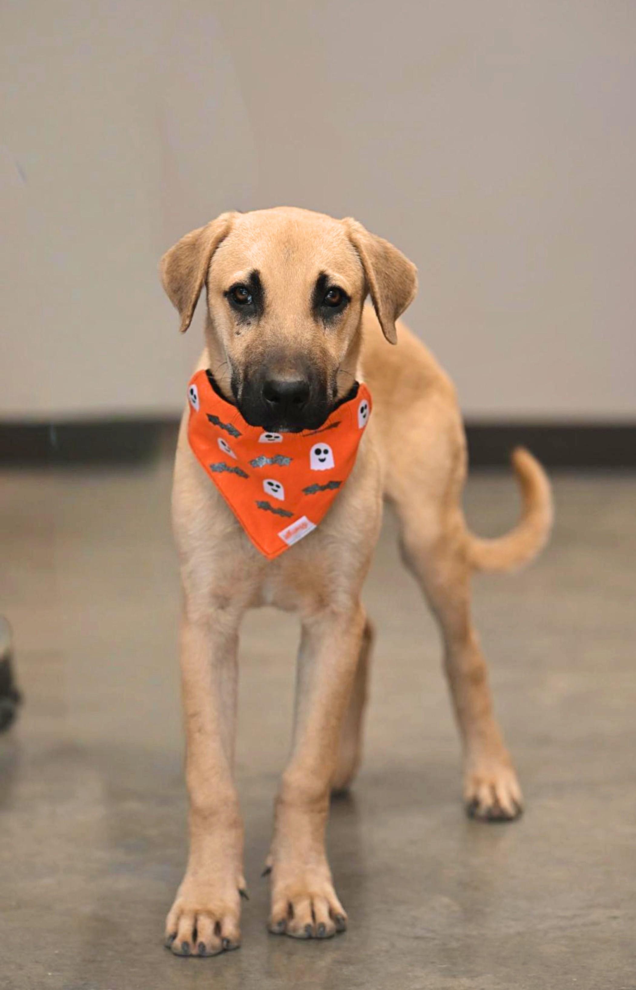 Enlarge Huck, a Adoptable mixed breed in Hot Springs, AR image 1/1