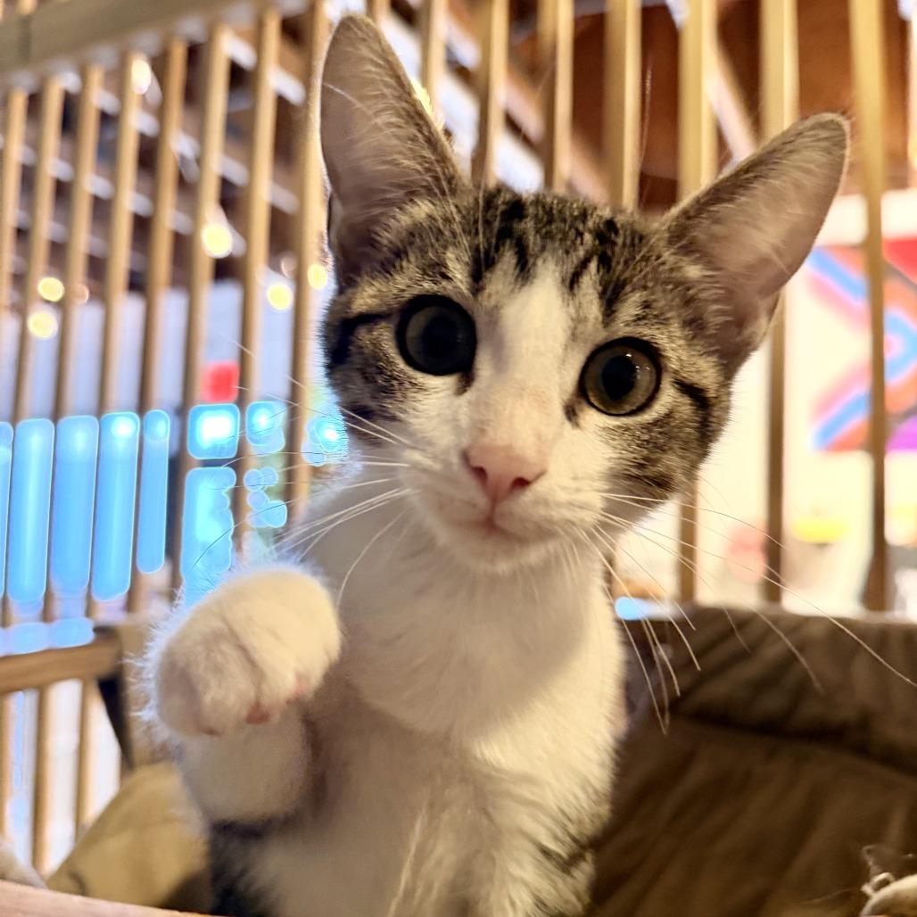 Peanut, Adoptable, Kitten Female Domestic Short Hair.