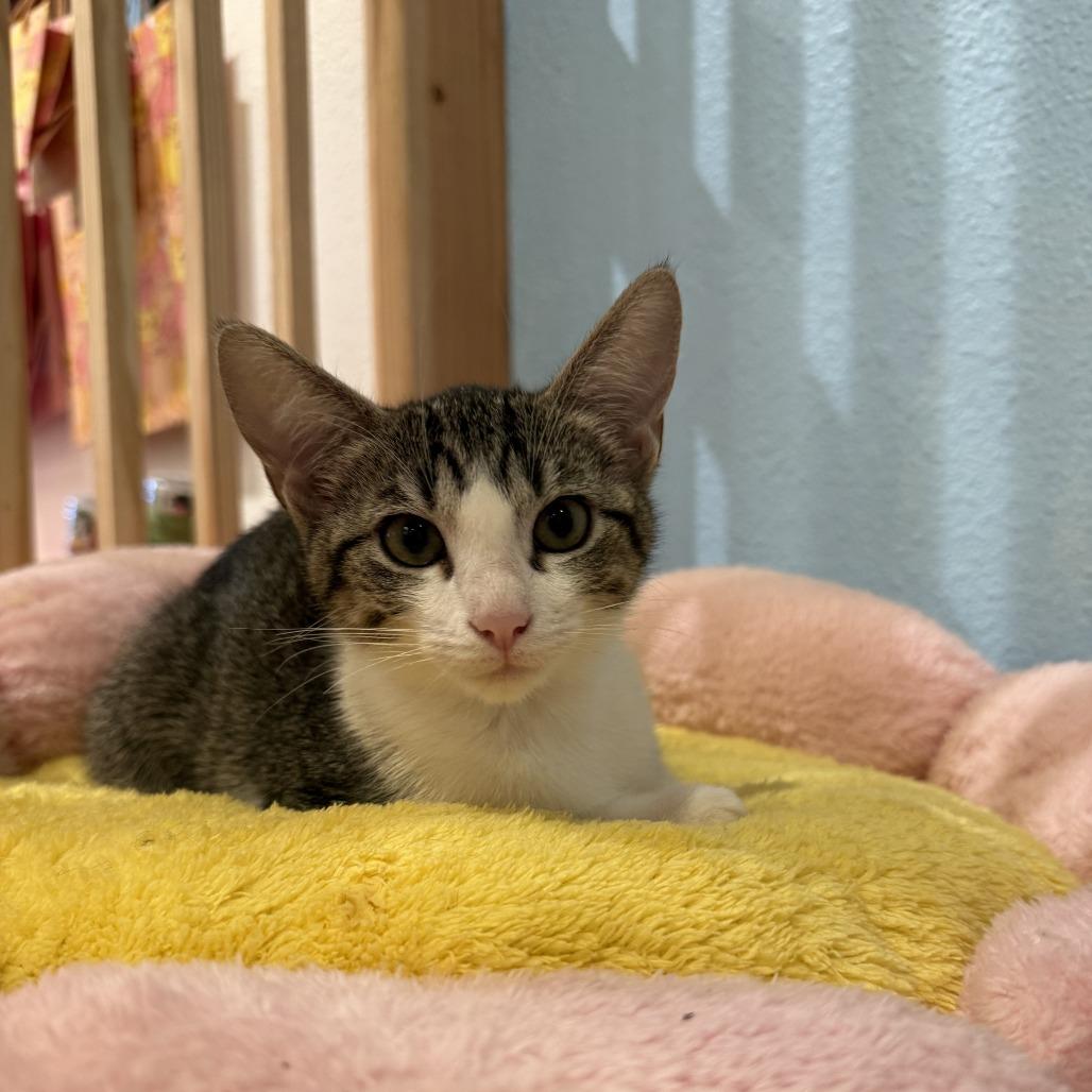 Enlarge Peanut, a Adoptable Domestic Short Hair in Costa Mesa, CA image 2/2