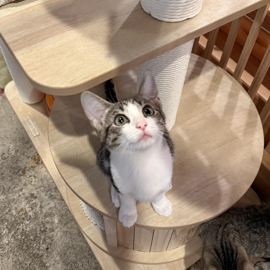 Enlarge Peanut, a Adoptable Domestic Short Hair in Costa Mesa, CA image 3/3