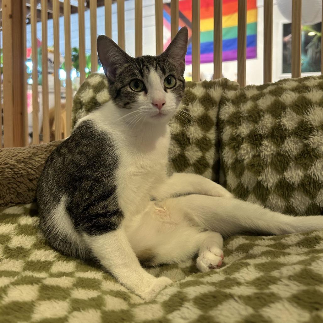 Enlarge Peanut, a Adoptable Domestic Short Hair in Costa Mesa, CA image 4/4