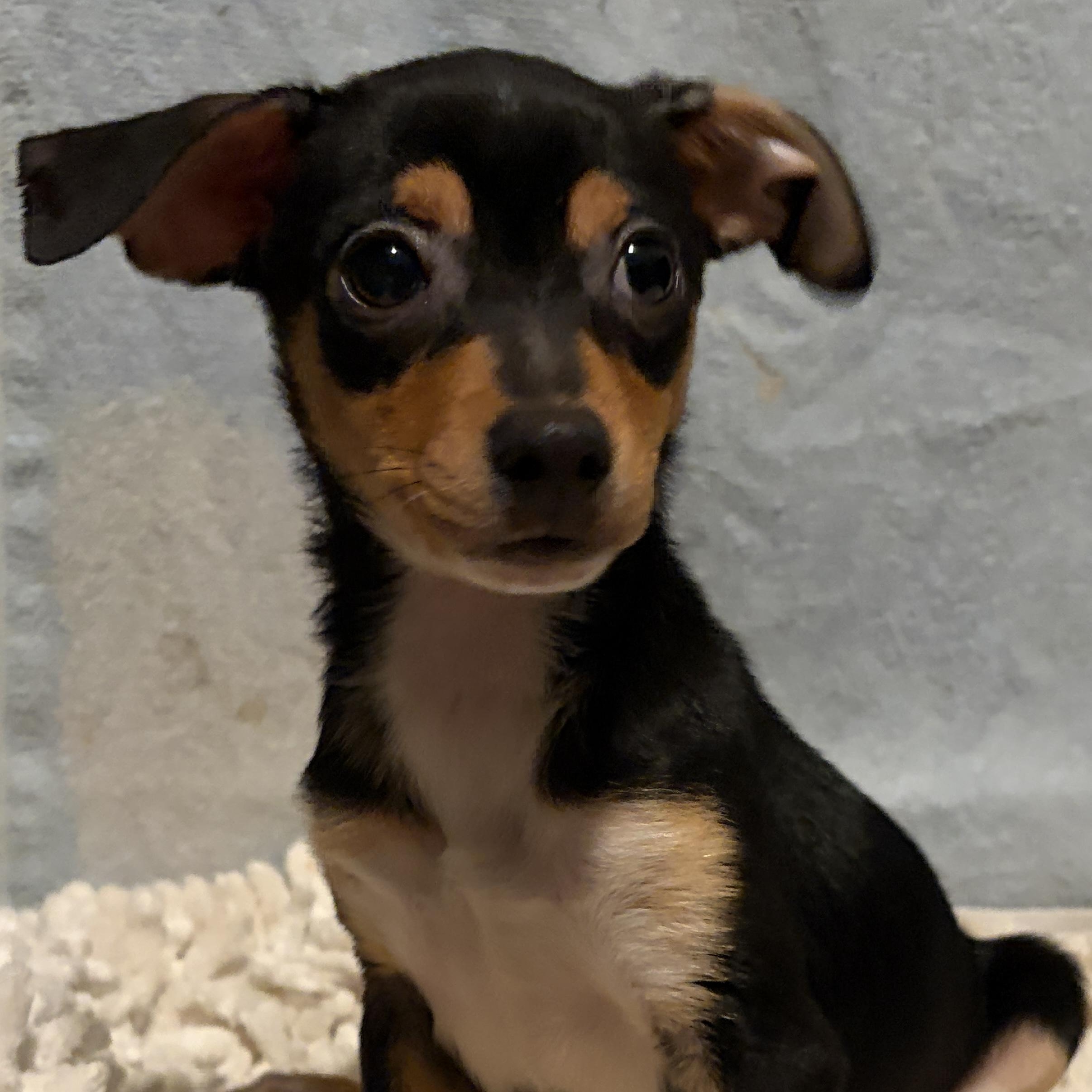 Enlarge Chandler, a Adoptable mixed breed in Lindenhurst, NY image 1/1