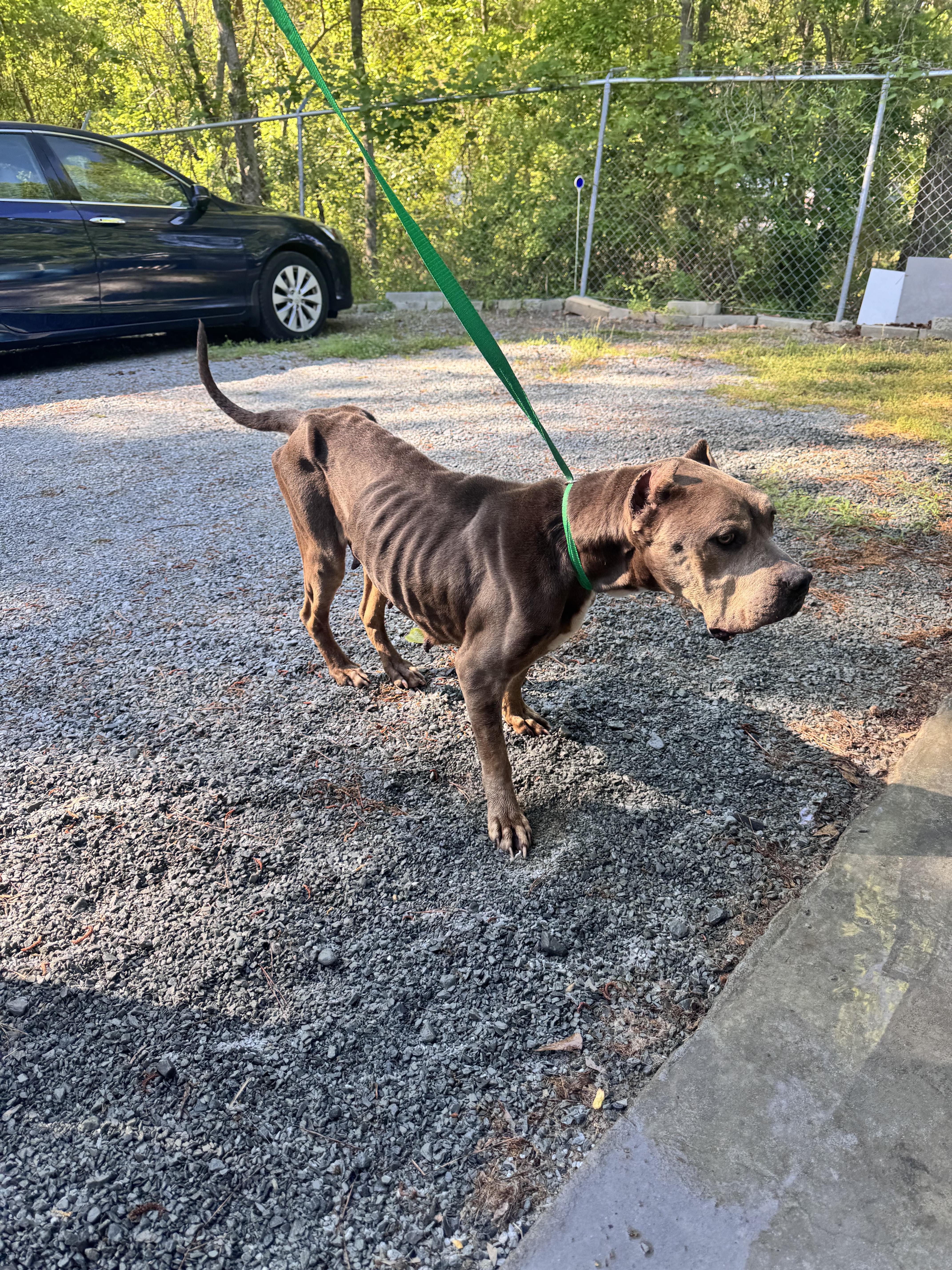 Enlarge Sara, a ADOPTABLE mixed breed in Elizabethtown, NC image 1/1