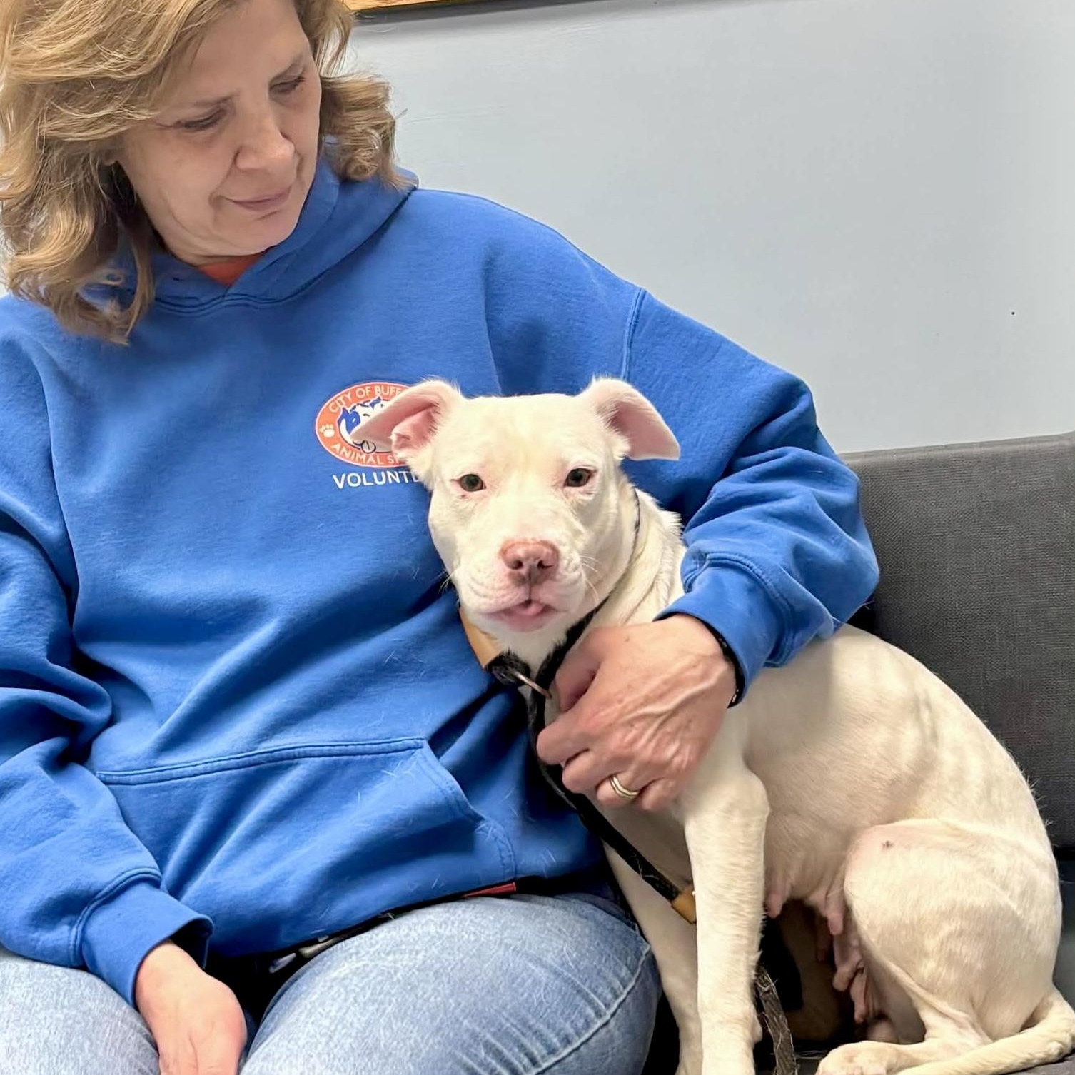 Enlarge Abbey, an adopted Pit Bull Terrier in Buffalo, NY image 2/3