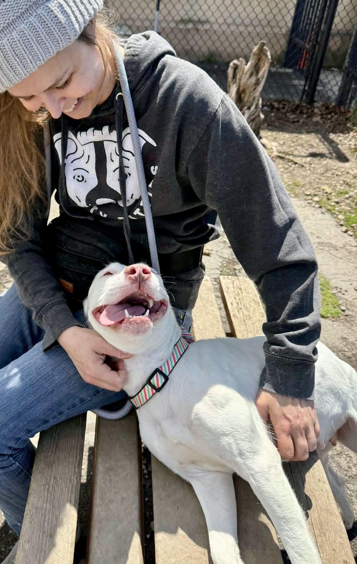 Enlarge Abbey, an adopted Pit Bull Terrier in Buffalo, NY image 3/3