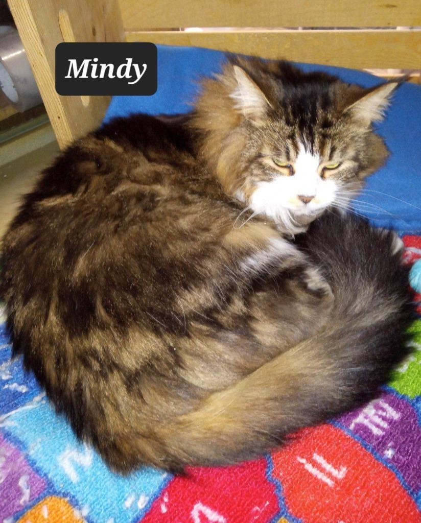 Mindy, Adoptable, Adult Female Maine Coon.