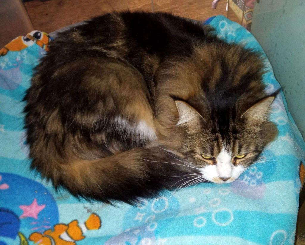 Enlarge Mindy, a Adoptable Maine Coon in Buffalo, MO image 2/3