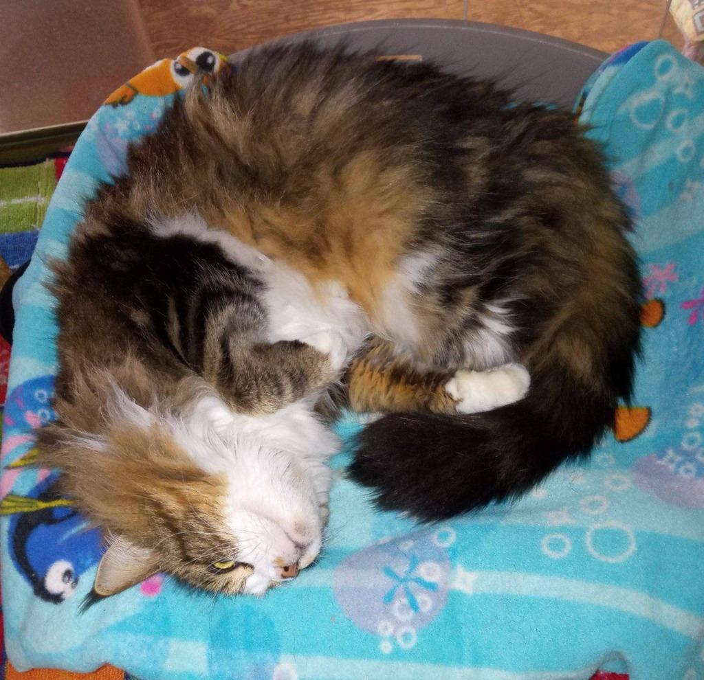 Enlarge Mindy, a Adoptable Maine Coon in Buffalo, MO image 3/3