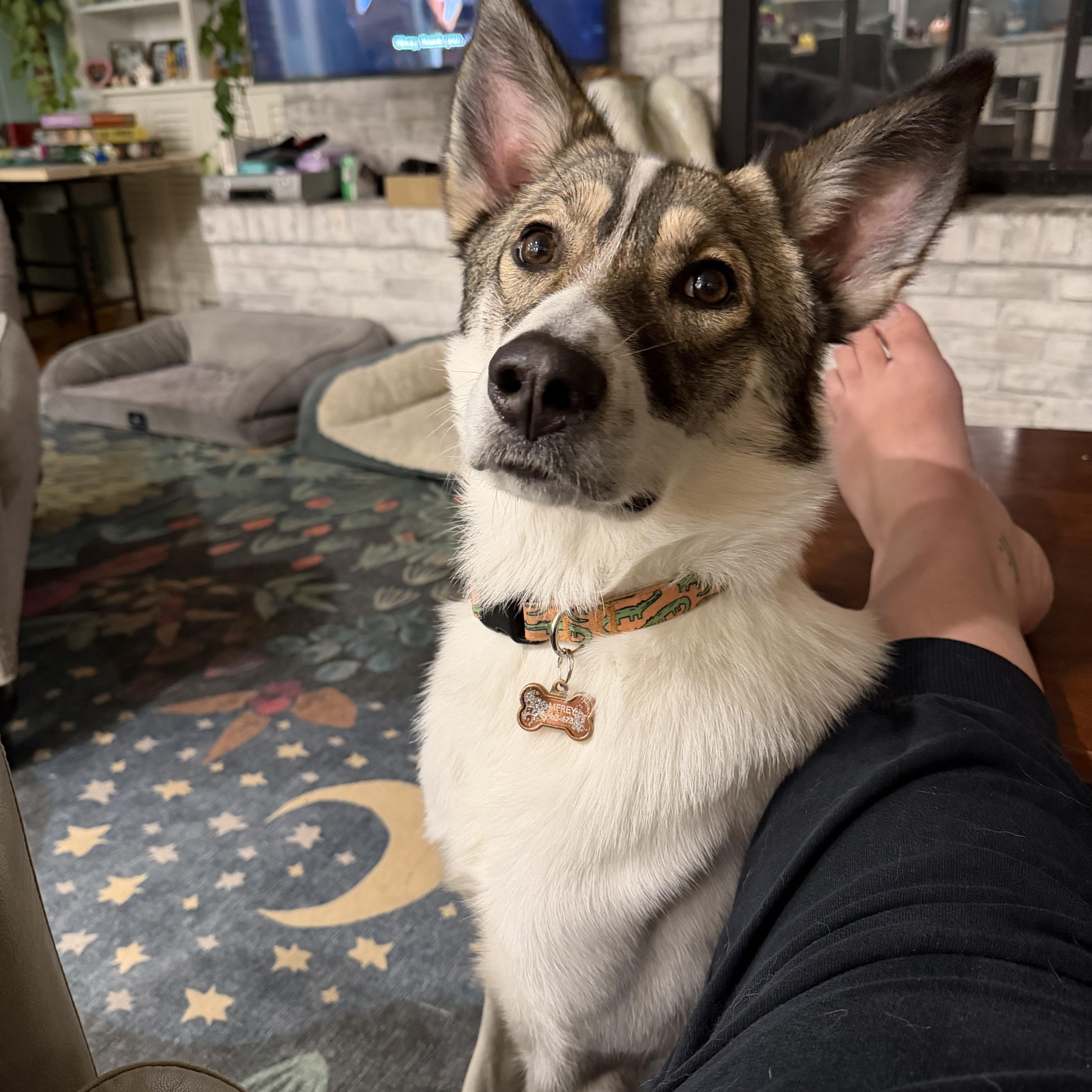 ROO-Courtesy Listing, ADOPTABLE, Young Male Husky.