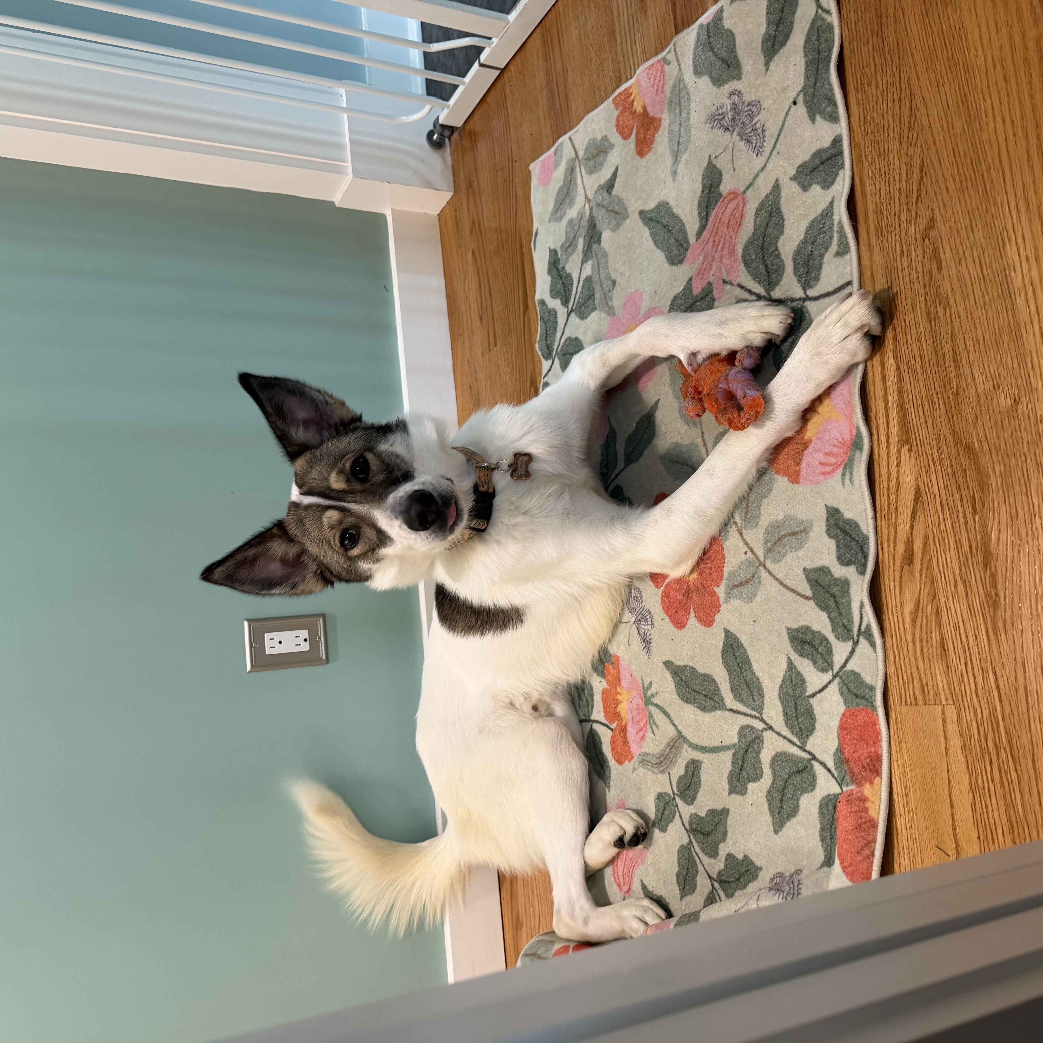 ROO-Courtesy Listing, a ADOPTABLE mixed breed in Seneca Falls, NY image 5/5