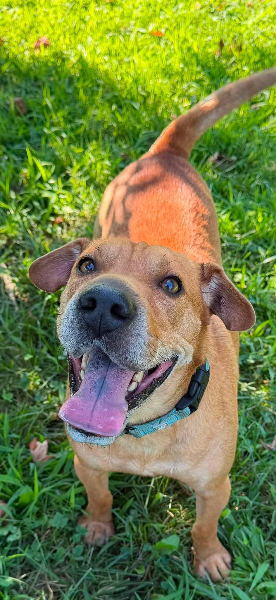 Enlarge Will, a Adoptable mixed breed in Southold, NY image 1/1