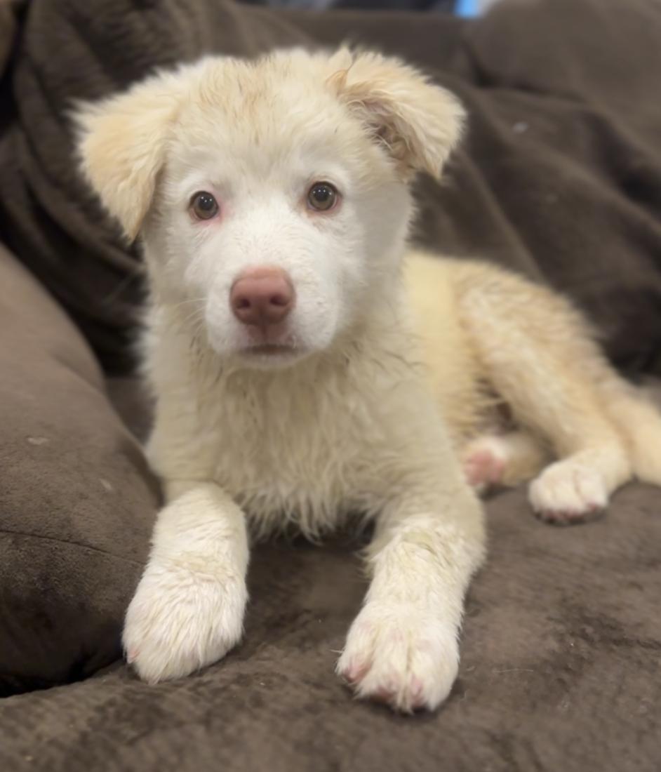 Spinach (Leafy Greens litter), adoptable, Puppy Male Siberian Husky & Pit Bull Terrier.