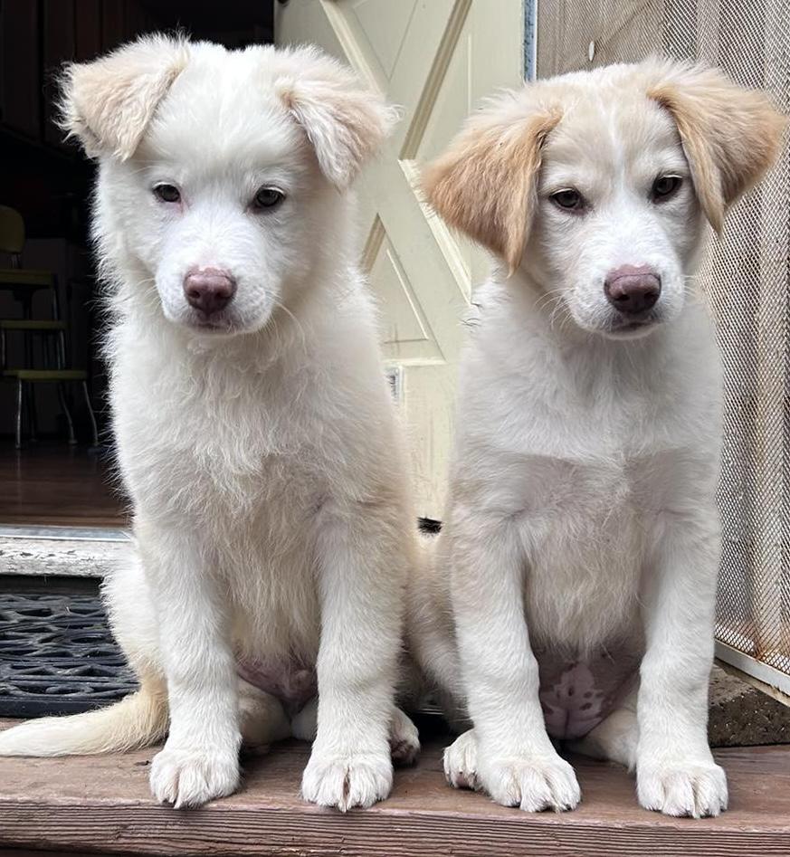 Enlarge Spinach (Leafy Greens litter), an adoptable mixed breed in Silvana, WA image 3/6