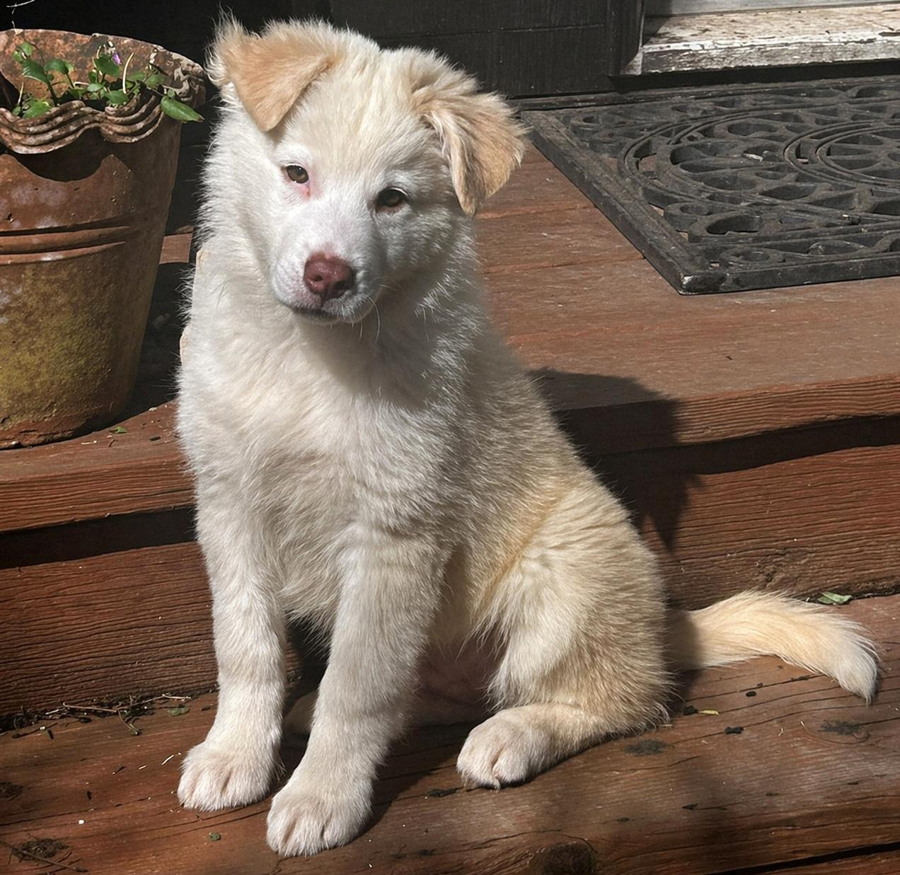 Enlarge Spinach (Leafy Greens litter), an adoptable mixed breed in Silvana, WA image 2/6