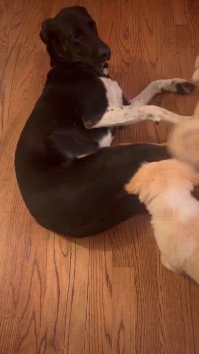 Enlarge Spinach (Leafy Greens litter), an adoptable mixed breed in Silvana, WA video 5/6