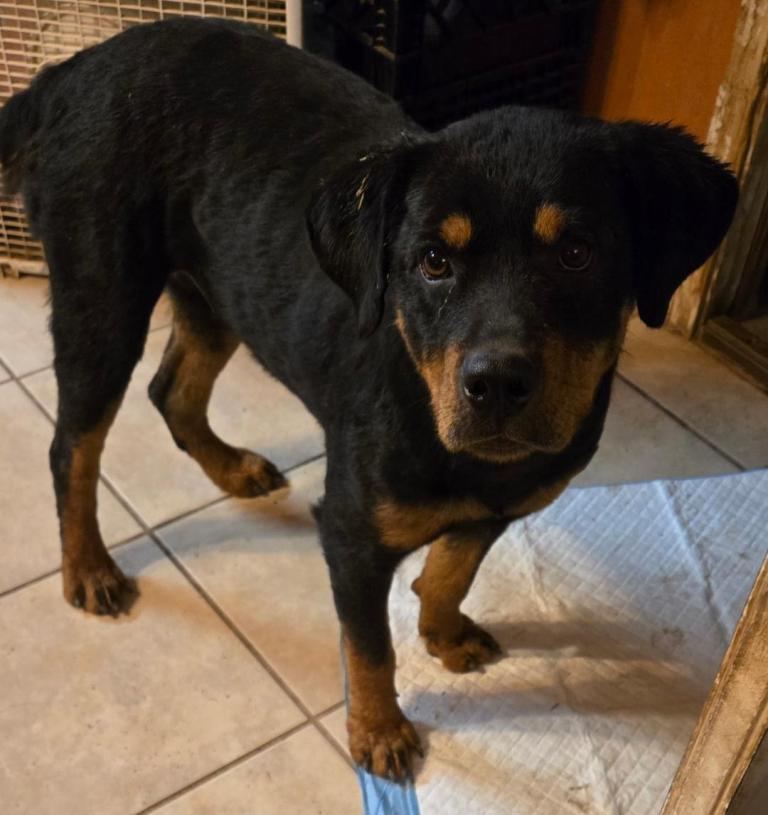 Meadow, Adoptable, Young Female Rottweiler.