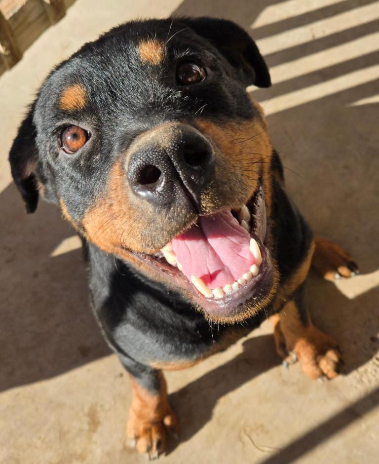 Enlarge Meadow, a Adoptable Rottweiler in San Antonio, TX image 2/3