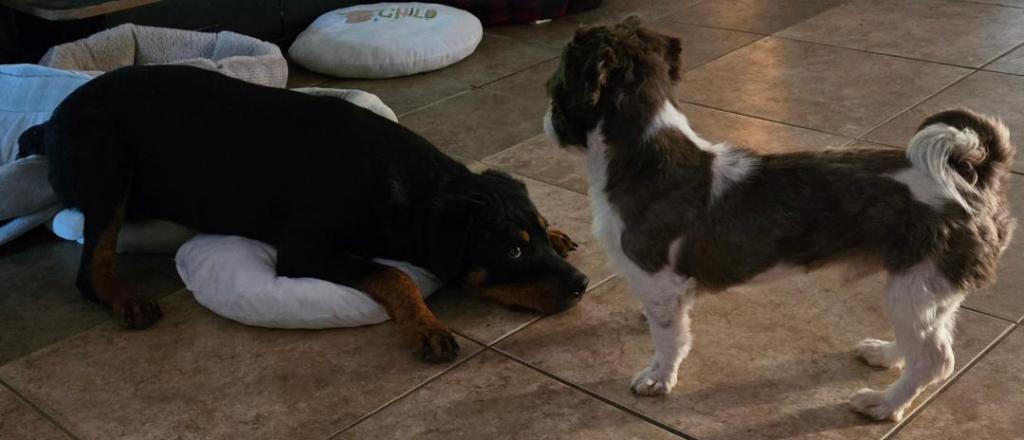 Enlarge Meadow, a Adoptable Rottweiler in San Antonio, TX image 3/3