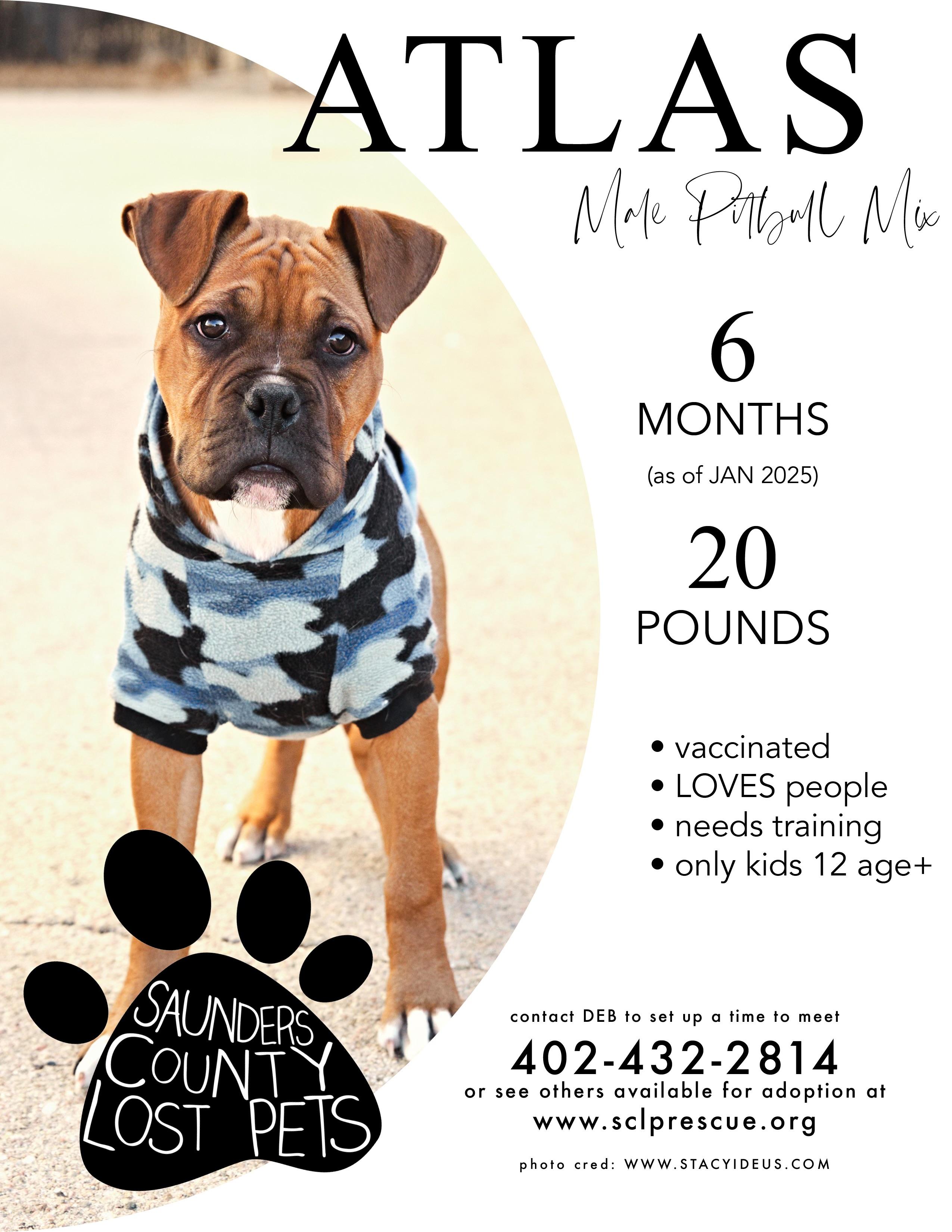 Atlas, Young Male American Staffordshire Terrier