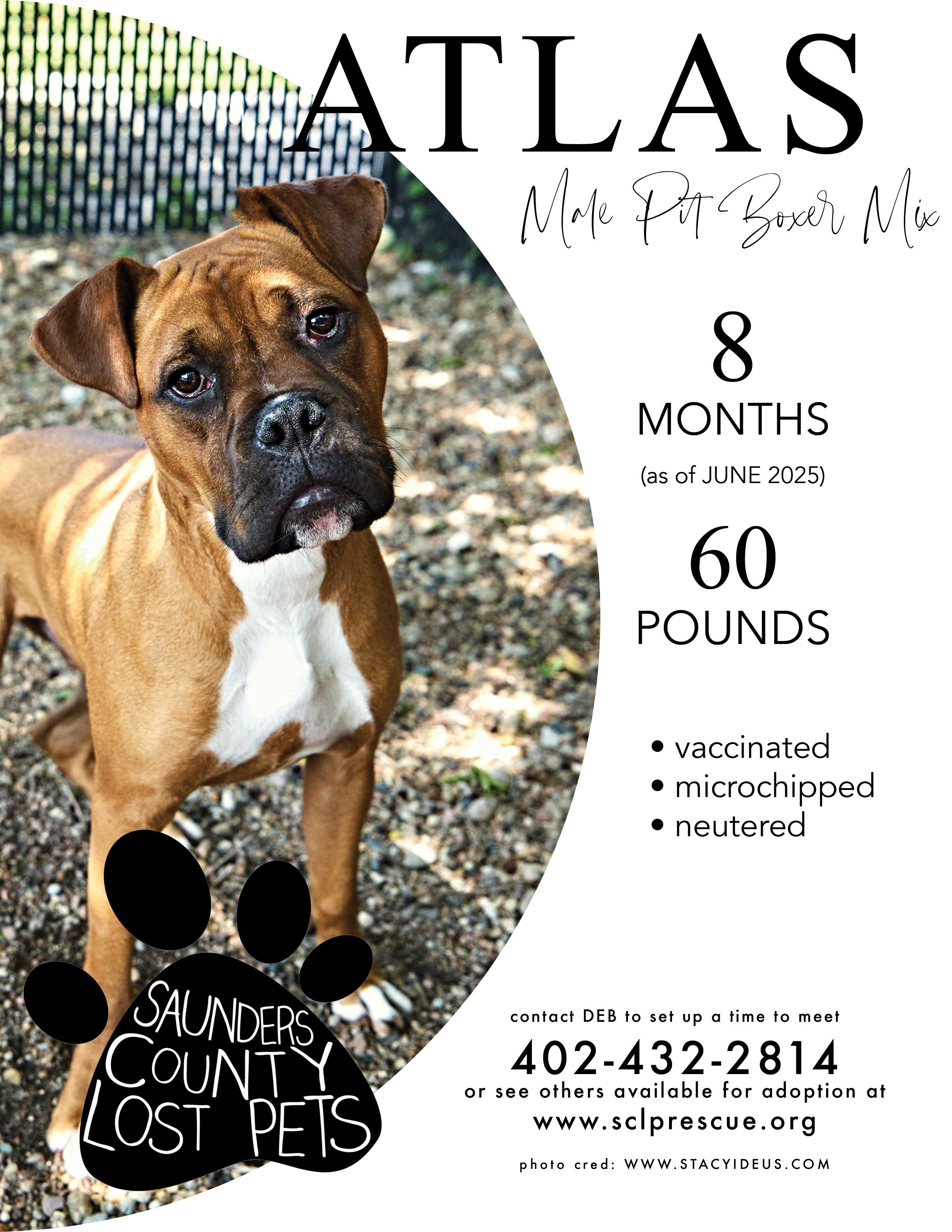 Atlas, an adoptable American Staffordshire Terrier, Boxer in Wahoo, NE, 68066 | Photo Image 1