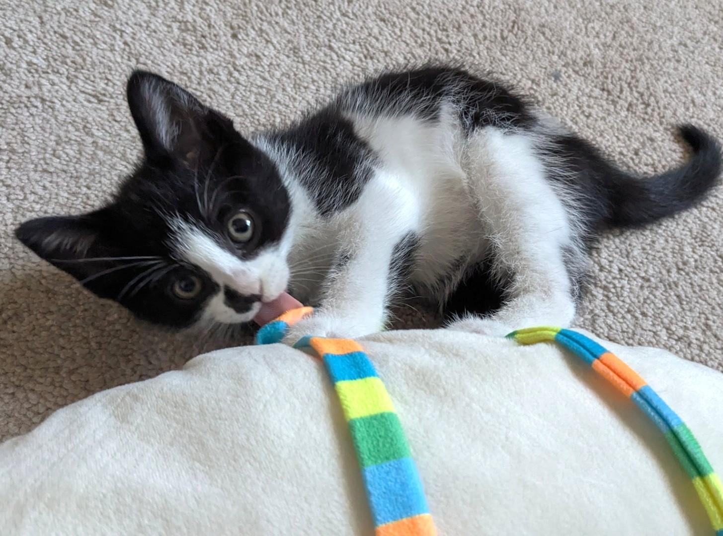 Puffin, an adopted Tuxedo in Stoney Creek, ON image 4/4