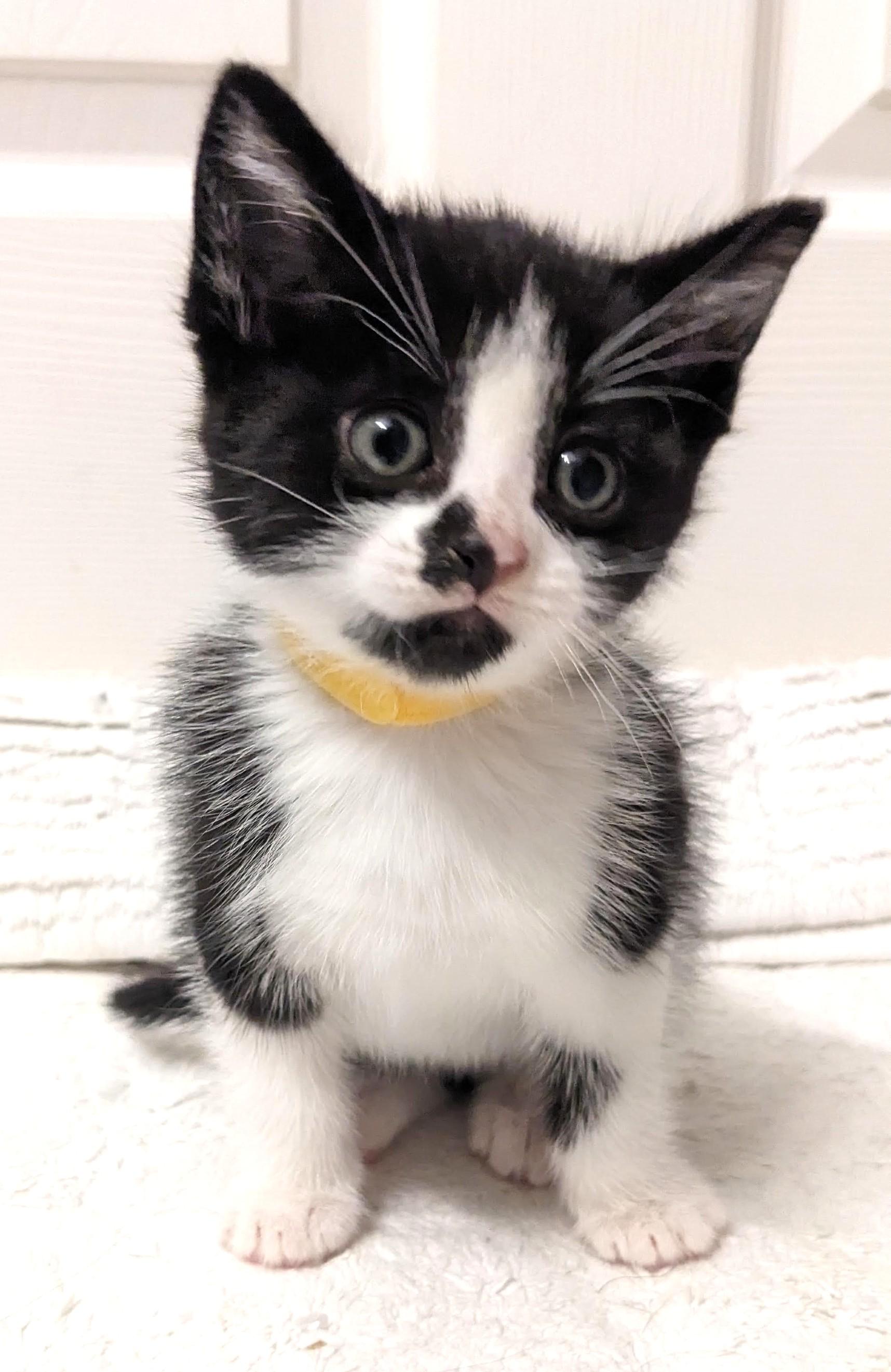 Puffin, an adopted Tuxedo in Stoney Creek, ON image 3/4